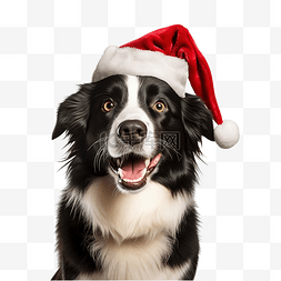 宠物戴帽子图片_有趣的边境牧羊犬宠物戴着圣诞圣
