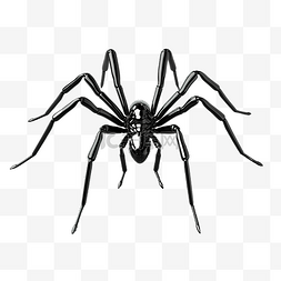 3d 挂在网上的黑色光泽有毒蜘蛛