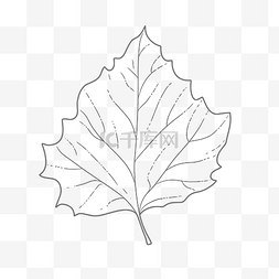 秋天的叶子图片_简单的黑白叶子绘图模板轮廓草图