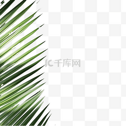 热带效果花图片_抽象棕榈叶阴影叠加
