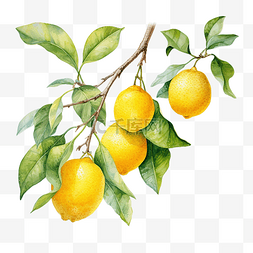 維生素c图片_柠檬水果的水彩分支