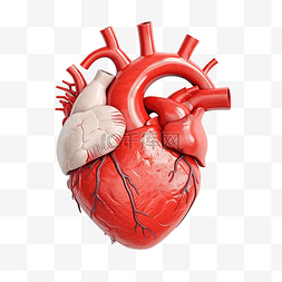 心臟图片_人體心臟解剖