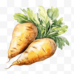 有蔬菜的插图背景图片_马铃薯根蔬菜水彩插图