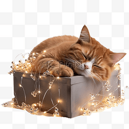 姜猫躺在装有圣诞装饰品的盒子里