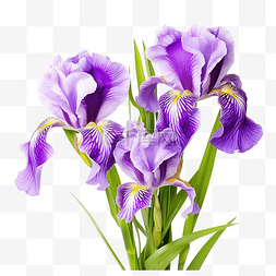 花瓣鸢尾花图片_盛开的鸢尾花 紫色 花园花卉