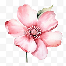 粉红色的花水彩剪贴画