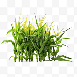 景观渲染素材图片_绿草田上玉米的 3D 渲染图像