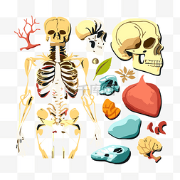 人体器官骨图片_解剖剪贴画骨架和矿物质集矢量插