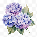 用于邀请和印刷的霍滕西亚或绣球花艺术花卉装饰插图