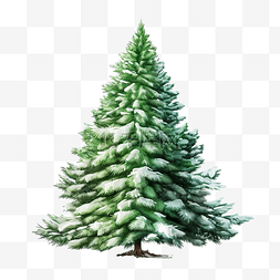 木插图图片_雪中??绿色蓬松的圣诞松树