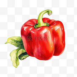 辣椒油原料图片_红灯笼椒水彩和油画