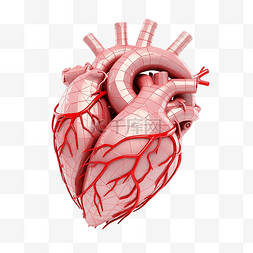 食管静脉曲张图片_心脏的结构