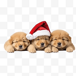 三只小狗躺在家里圣诞厨房的台面