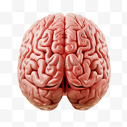 大脑神经元图片_人类大脑 PNG