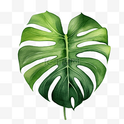 夏天夏威夷树叶图片_绿色天然水彩龟背竹叶