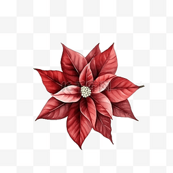 圣诞一品红花卉水彩无缝图案