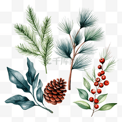 圣诞水彩松树和冬青和冬季植物