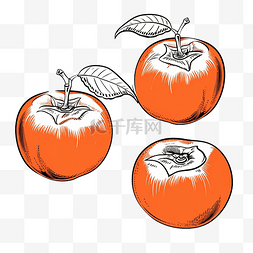 水果轮廓图图片_柿子果实轮廓图涂鸦的插图