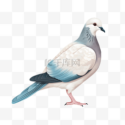 鸽子形象图片_孤立的鸽子插图
