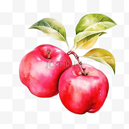 梨水彩图片_水彩玫瑰苹果水果