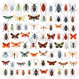 昆虫和虫子插画