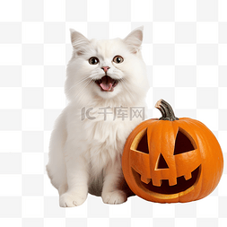 微笑的南瓜图片_可爱的白猫玩着渴望的微笑橙色南