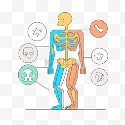 肌肉线性图片_带有图标和颜色的骨架 向量