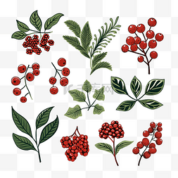 圣诞浆果和植物设置矢量插画手绘