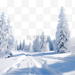 森林的树木图片_美丽的冬天图片，阳光明媚的天气