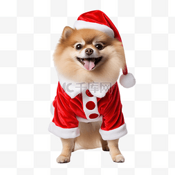 有趣的博美犬穿着圣诞老人圣诞服