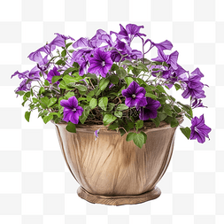牡丹线条图片_乡村花盆里的紫色气候藤本植物