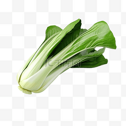 植物白菜图片_3d 渲染白菜对象