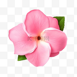 阳光明亮图片_粉红色的花 allamanda cathartica 孤立 d