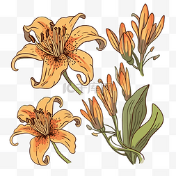 百合花剪贴画手绘一套橙色百合花