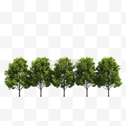 草地树背景图片_一排树隔离 3D 渲染插图