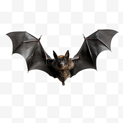万圣节幽灵蝙蝠