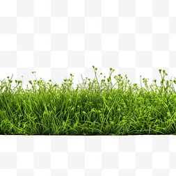 草原 草甸 草坪