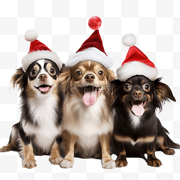 三只狗戴着圣诞老人帽子庆祝圣诞