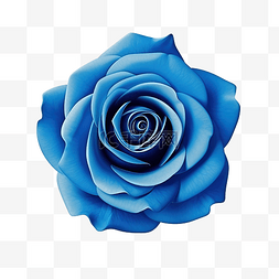 白色玫瑰花朵图片_蓝色玫瑰花朵元素