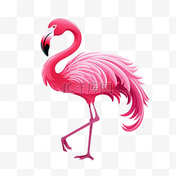火烈鸟的羽毛图片_粉红色的火烈鸟符号颜色