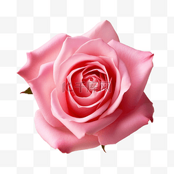 美丽花案图片_粉红玫瑰 PNG