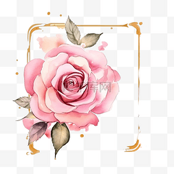 水彩粉色英国玫瑰，粉红色飞溅背