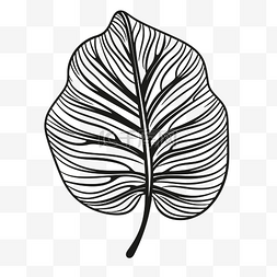 热带树叶素描图片_叶子轮廓草图的黑色线条图 向量