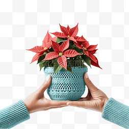一品红花盆图片_绿松石毛衣中的手握着圣诞星