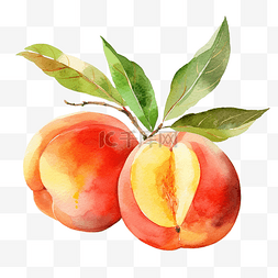 桃子的一半图片_桃子水彩插图