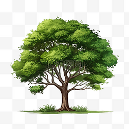 单树一棵肥树长草高树森林元素