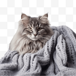 宠物之家图片_冬天，猫戴着围巾，躺在家里的毯