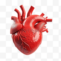 人體心臟解剖