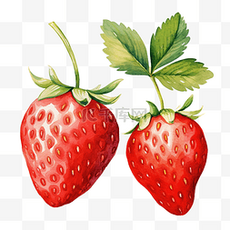 一半的草莓图片_水彩草莓水果剪贴画
