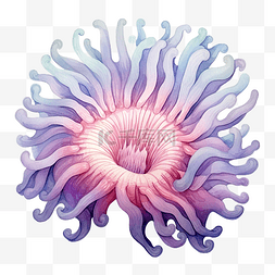 海葵水彩